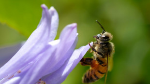 Les abeilles plus r&eacute;sistantes au r&eacute;chauffement que les bourdons, selon une &eacute;tude