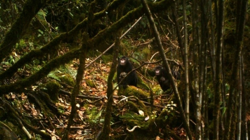 Descubiertas 100 especies nuevas en Birmania en la &uacute;ltima d&eacute;cada