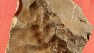 All'asta a NY più grande meteorite marziano esistente in Terra