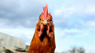 H&uuml;hnchen vom Biohof oder aus Legebatterie besser erkennen