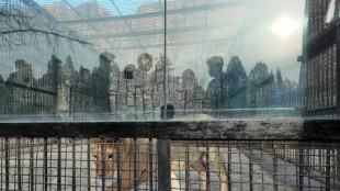 Zeichen der Freundschaft: Russland schenkt Nordkorea L&ouml;wen und B&auml;ren