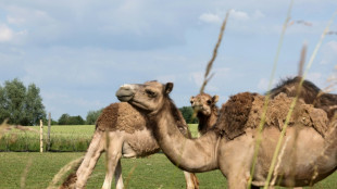 Au pays du maroilles, un &eacute;leveur parie sur le lait de chamelle