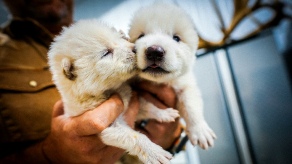 Aux Etats-Unis, la promesse folle du retour de loups disparus