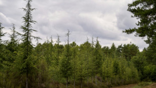 Adapter la for&ecirc;t fran&ccedil;aise au climat: "8 &agrave; 10 milliards d'euros" n&eacute;cessaires sur dix ans