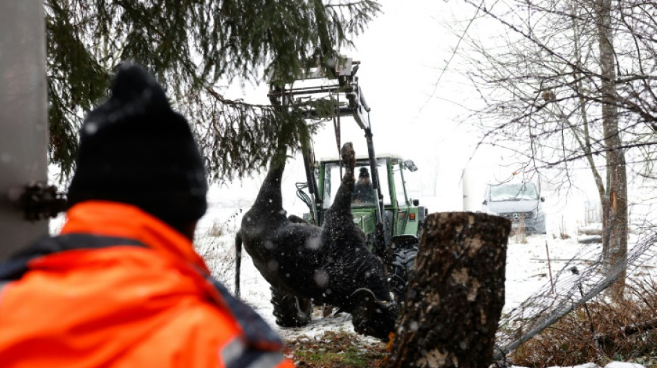 Trois cas de fi&egrave;vre aphteuse en Allemagne, les premiers dans l'UE depuis 2011