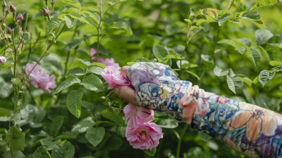 A Grasse, la Centifolia, l'or rose des parfums de luxe
