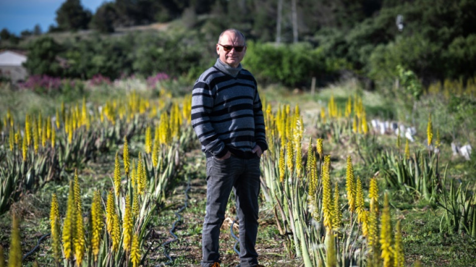 Aude: l'aloe vera au lieu de la vigne pour s'adapter à la sécheresse