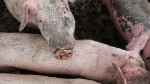 "Victoire" pour les producteurs fran&ccedil;ais de porc qui peuvent exporter vers l'Australie