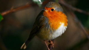 Un trafic d'espèces protégées d'oiseaux au cœur d'un procès inédit