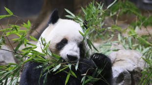 Les deux seuls pandas du Japon repartiront pour la Chine le 27 janvier