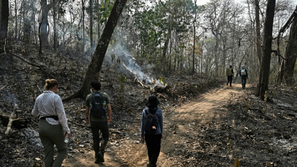 Dans les cendres et les larmes, l'étrange mission de préservation d'une forêt thaïlandaise brûlée
