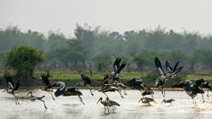 Un planeta m&aacute;s c&aacute;lido con animales m&aacute;s enfermos