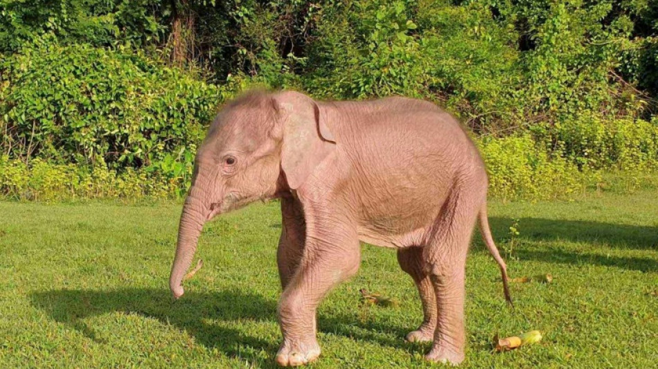 Naissance rare d'un &eacute;l&eacute;phant blanc en Birmanie