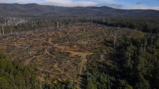 En Tasmanie, des for&ecirc;ts end&eacute;miques sacrifi&eacute;es pour des copeaux de bois