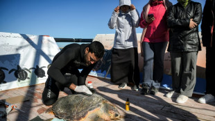 En Tunisie, une barge-h&ocirc;pital pour remettre en forme des esp&egrave;ces de tortues prot&eacute;g&eacute;es