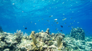 Un relev&eacute; ponctuel de temp&eacute;rature de l'eau en Floride atteint 38&deg;C