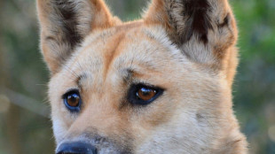 Les dingos plut&ocirc;t entre chien et loup, selon une &eacute;tude