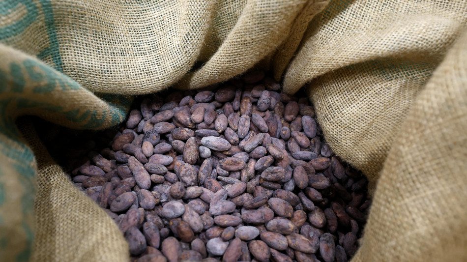 Batteri tra i fattori chiave per il miglior sapore di cioccolato