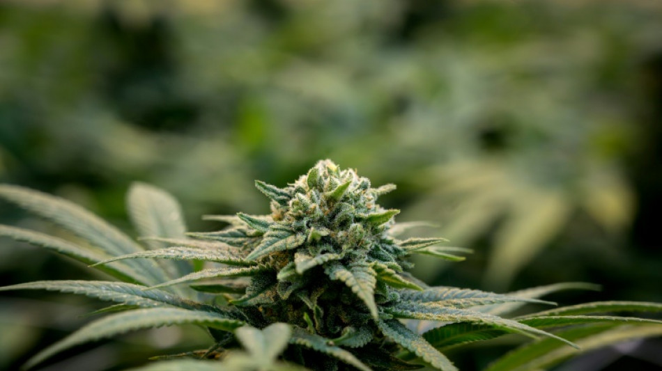 Le Conseil &eacute;conomique et social pr&eacute;conise une l&eacute;galisation encadr&eacute;e du cannabis r&eacute;cr&eacute;atif