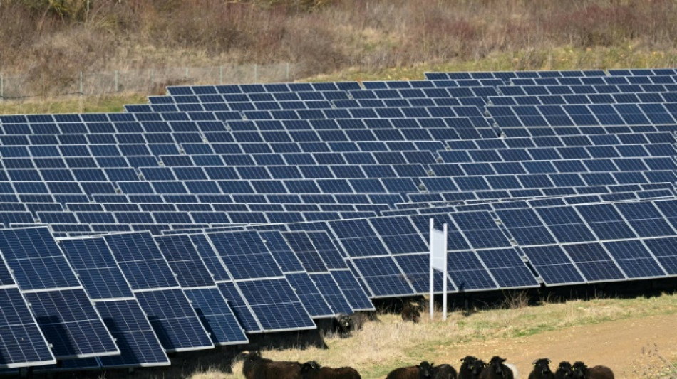 Ferme solaire de Marcoussis: les moutons, alli&eacute;s naturels de l'&eacute;nergie verte