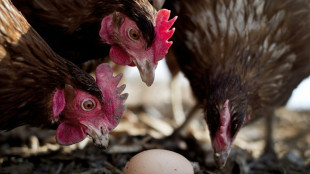 L'ARS &Icirc;le-de-France recommande de ne pas consommer les oeufs des poulaillers domestiques
