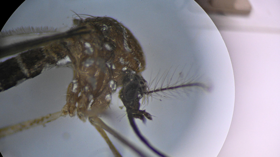 Il Brasile registra pi&ugrave; di 200 mila casi di chikungunya nel 2024