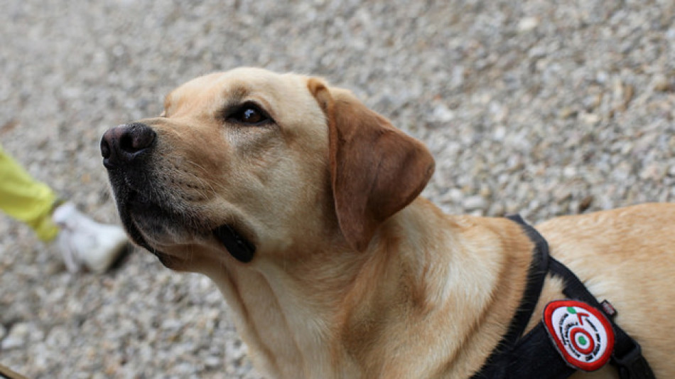 Diabete, Toscana estende a adulti servizio cani 'salvavita'