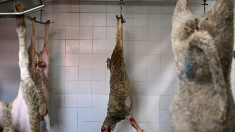 Zoll findet 20 tote L&auml;mmer auf Autor&uuml;ckbank in Baden-W&uuml;rttemberg