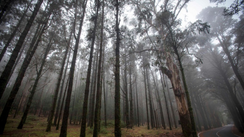 Hafturteil nach Mord vor 31 Jahren im Saarland rechtskr&auml;ftig