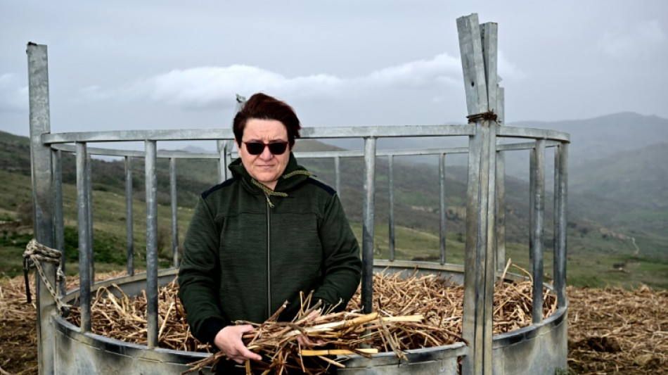 Oranges ratatin&eacute;es, vaches sans lait&nbsp;: la Sicile souffre de la s&eacute;cheresse