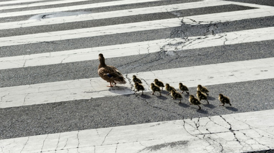 Polizisten retten in Hessen verwaiste Entenk&uuml;ken von Autobahn
