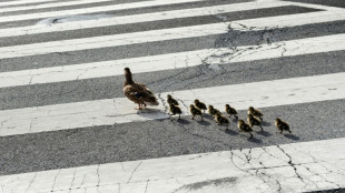 Polizisten retten in Hessen verwaiste Entenk&uuml;ken von Autobahn