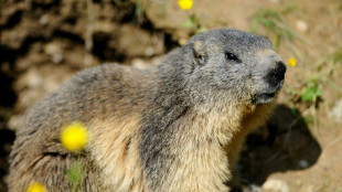 La chasse &agrave; la marmotte maintenue en Savoie