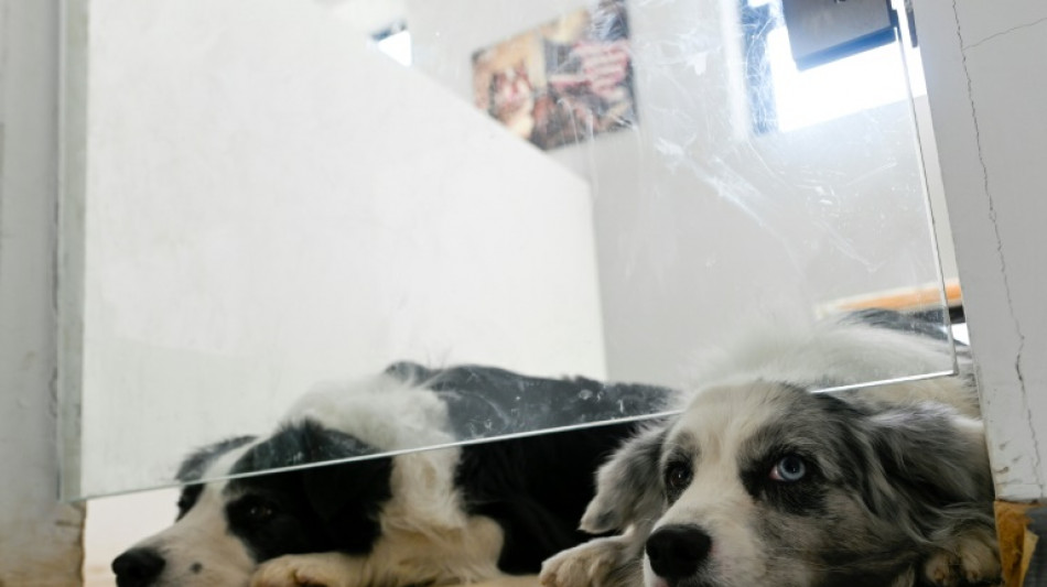 El negocio de cuidar mascotas regresa en China tras fin de medidas anticovid