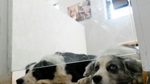 El negocio de cuidar mascotas regresa en China tras fin de medidas anticovid