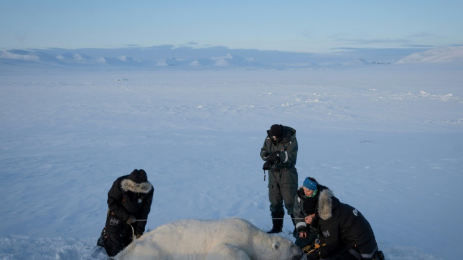 Biopsias de osos polares para conocer mejor los contaminantes del &Aacute;rtico