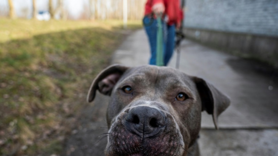Gericht: Hundeausf&uuml;hrer haftet nicht automatisch f&uuml;r entstandene Sch&auml;den