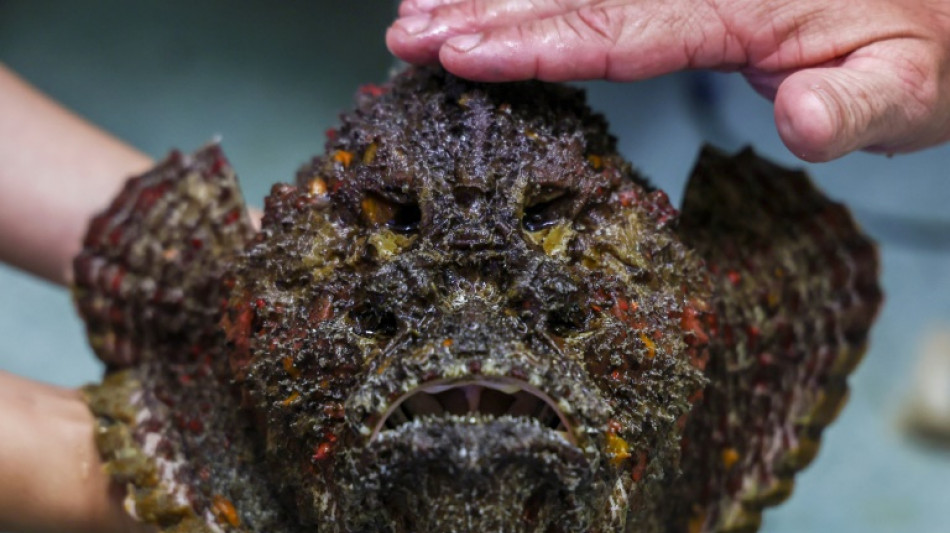 A perigosa fauna marinha da Austr&aacute;lia, fonte de valiosos ant&iacute;dotos para os humanos