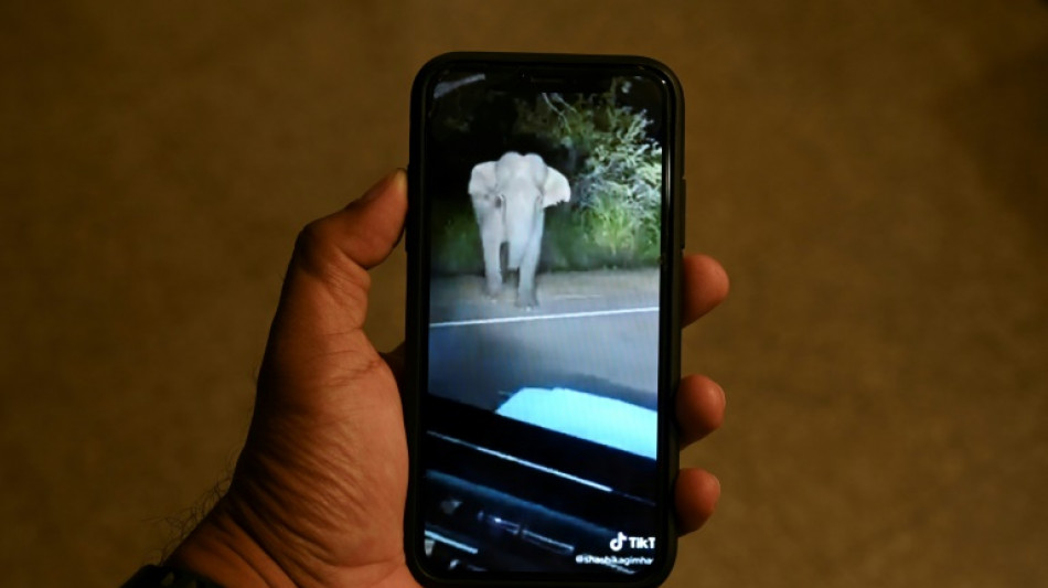 Reisef&uuml;hrer in Sri Lanka bekommt enorm hohe Geldstrafe f&uuml;r Bedr&auml;ngen von Elefant