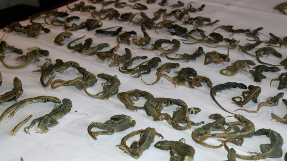 Decomisan en Per&uacute; 110 lagartijas usadas para tratamientos m&eacute;dicos