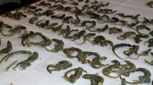 Decomisan en Per&uacute; 110 lagartijas usadas para tratamientos m&eacute;dicos