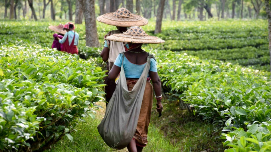 Rock on: how crushed stone could help fight climate change