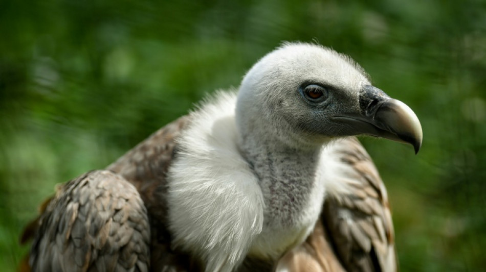 Isra&euml;l: des vautours munis de puces pour localiser les corps de disparus