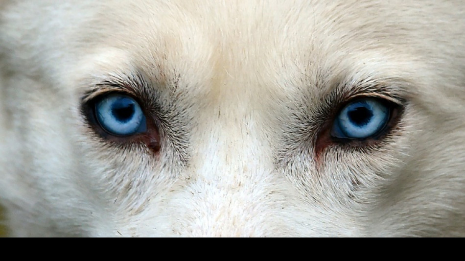 Strafbefehl gegen Halterin nach Tod von zw&ouml;lf Huskys in Baden-W&uuml;rttemberg