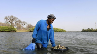 L'hu&icirc;tre de mangrove, une perle &agrave; cultiver pour le S&eacute;n&eacute;gal