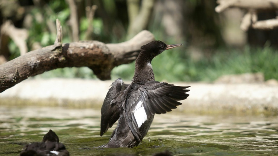 El zool&oacute;gico de Praga cr&iacute;a patos serranos brasile&ntilde;os, especie en peligro cr&iacute;tico de extinci&oacute;n