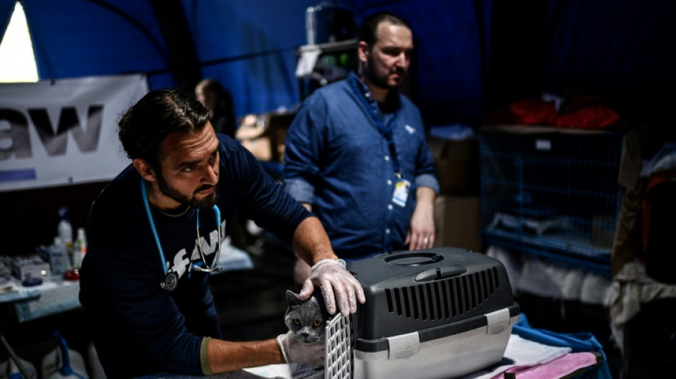 A la fronti&egrave;re ukrainienne, aider les r&eacute;fugi&eacute;s en soignant leurs animaux