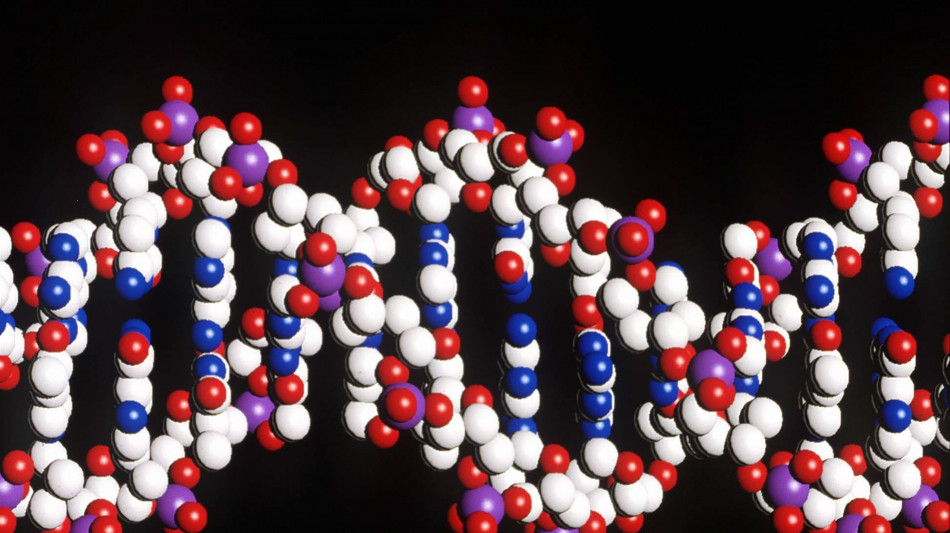 Errori nella riparazione del Dna alla base della perdita di abilit&agrave;