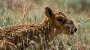Kazakhstan: en danger, la population d'antilopes sa&iuml;gas d&eacute;passe un million