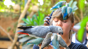 A Khartoum, un sanctuaire v&eacute;g&eacute;tal accueille des oiseaux exotiques